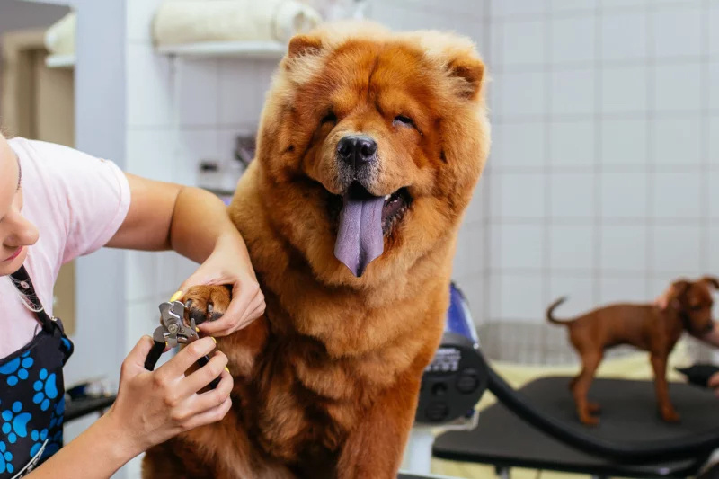 Explore Leading Animal Care Courses Animal Academy explore-leading-animal-care-courses-animal-academy